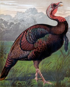 De wilde Amerikaanse kalkoenhaan, illustratie uit Cassells Poultry Book, gegraveerd door Vincent Brooks